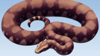 Special Paleonews: วาสุกรี อินดีคัส งูยักษ์ พญานาค?