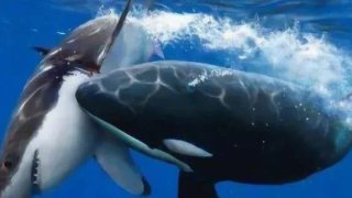 ราชาแห่งท้องทะเล: เผยเบื้องหลังความโหดเหี้ยมของ "วาฬเพชฌฆาต" ผู้ล่าสุดยอดที่ไม่มีใครเทียบ