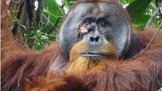 สุดอึ้ง!!! ลิงอุรังอุตัง ใช้สมุนไพรรักษาตัวเองไม่แปลกใจทำไมลิงใหญ่เป็นญาติที่สนิทที่สุดของมนุษย์