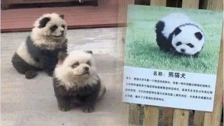 สวนสัตว์จีนหัวใส เปลี่ยนหมาให้กลายเป็นหมี..ชดเชยที่ไม่มีแพนด้า