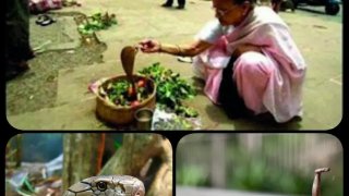 หญิงสาวอินเดียแต่งงานพิลึกเลือกงูเห่าเป็นสามี