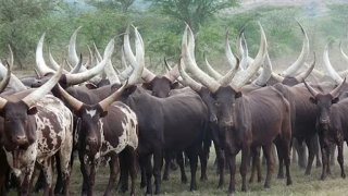 "แองโกล-วาตูซี"วัวแอฟริกาผู้ครองสถิติเขายาวที่สุดในโลก