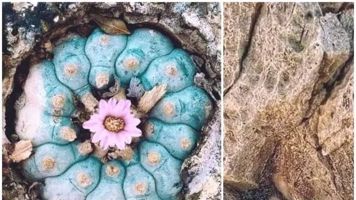 กระบองเพชร Peyote สิ่งมหัศจรรย์บนโลกใบนี้