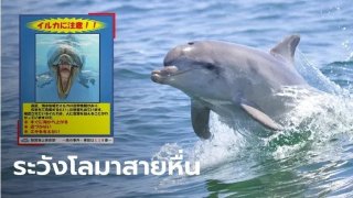 ระวังโลมาสายหื่น! ญี่ปุ่นสุดช็อก ออกมาเตือน..พบมนุษย์ถูกคุกคามทางเพศแล้ว