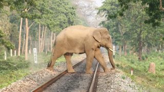 ช้างสองตัวกับอุบัติเหตุรถไฟในศรีลังกา