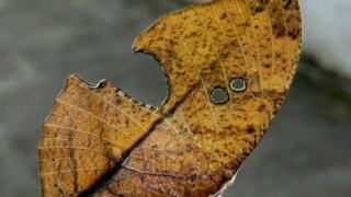 😯 ชวนเข้ามาดูภาพถ่ายที่แสดงให้เห็นว่าธรรมชาติมีความสร้างสรรค์และน่าทึ่งมากแค่ไหน ? 😆