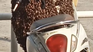 ขนลุก! ฝูงผึ้งหลวงรุมเกาะมอเตอร์ไซค์แน่น คอหวยแห่ซูมทะเบียนรถลุ้นโชคใหญ่