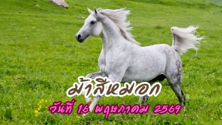 ม้าสีหมอก วันที่ 16 พฤษภาคม 2569
