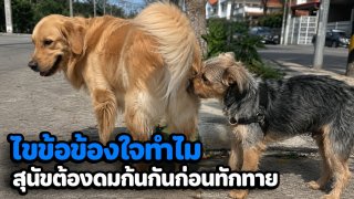ไขข้อข้องใจทําไมสุนัขต้องดมก้นกันก่อนทักทาย