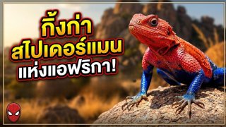 กิ้งก่าสไปเดอร์แมนแห่งแอฟริกา ซูเปอร์ฮีโร่มีชีวิตจากธรรมชาติ
