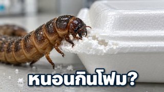 ซูเปอร์เวิร์มกินโฟมได้จริงแค่ไหน