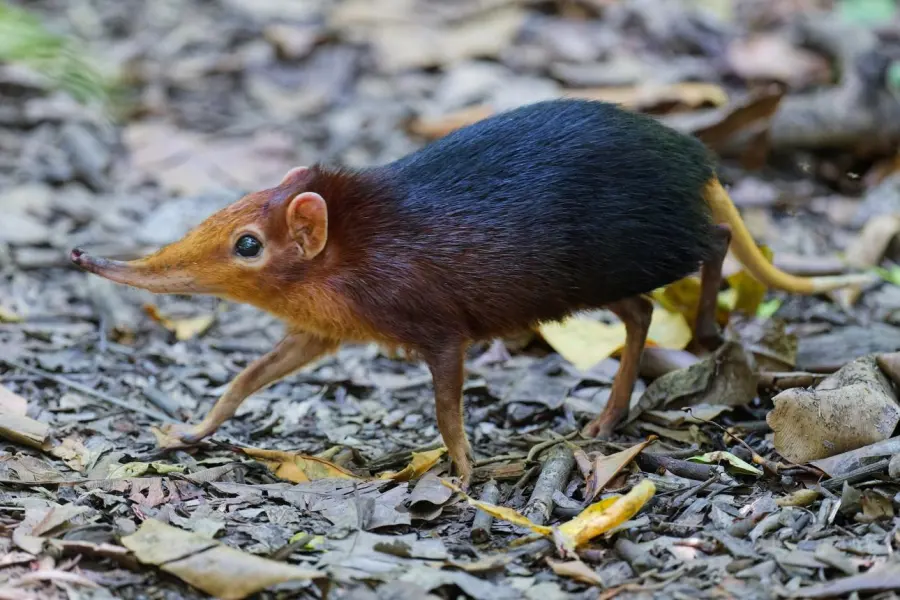 Black-and-rufous Sengi (Rhynchocyon petersi)
&middot; iNaturalist