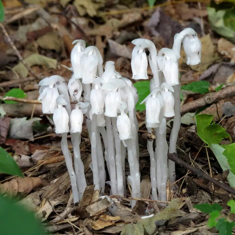 Ghost Pipe (Monotropa uniflora)
&middot; iNaturalist