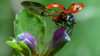 ไขปริศนาที่มาของคำว่า "Ladybug" ทำไมแมลงเต่าทองถึงมีชื่อเรียกเหมือนสุภาพสตรี พร้อมเปิดตำนานความเชื่อและข้อเท็จจริงทางวิทยาศาสตร์