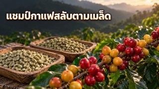 บราซิลปลูกกาแฟมากสุด แต่เวียดนามนำในเมล็ดชนิดไหน?