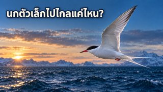 นกอาร์กติกเทิร์นเดินทางปีละ 70,900 กม. เขาวัดได้ยังไง?