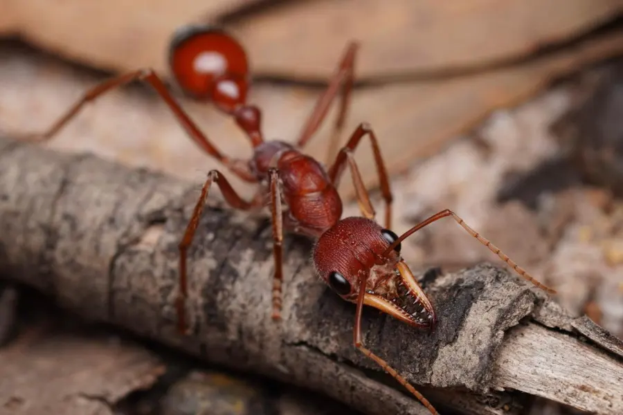 Myrmecia gulosa
&ndash; Bizarre Invertebrates