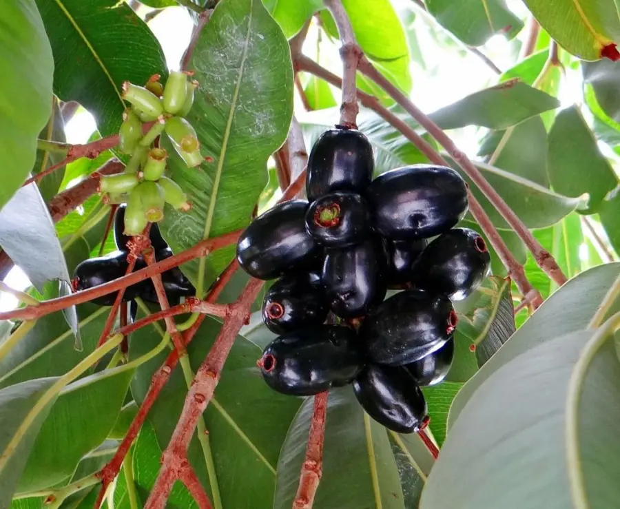 Jamun Tree: A Tree of Life in Our Garden
&ndash; Grow Billion Trees