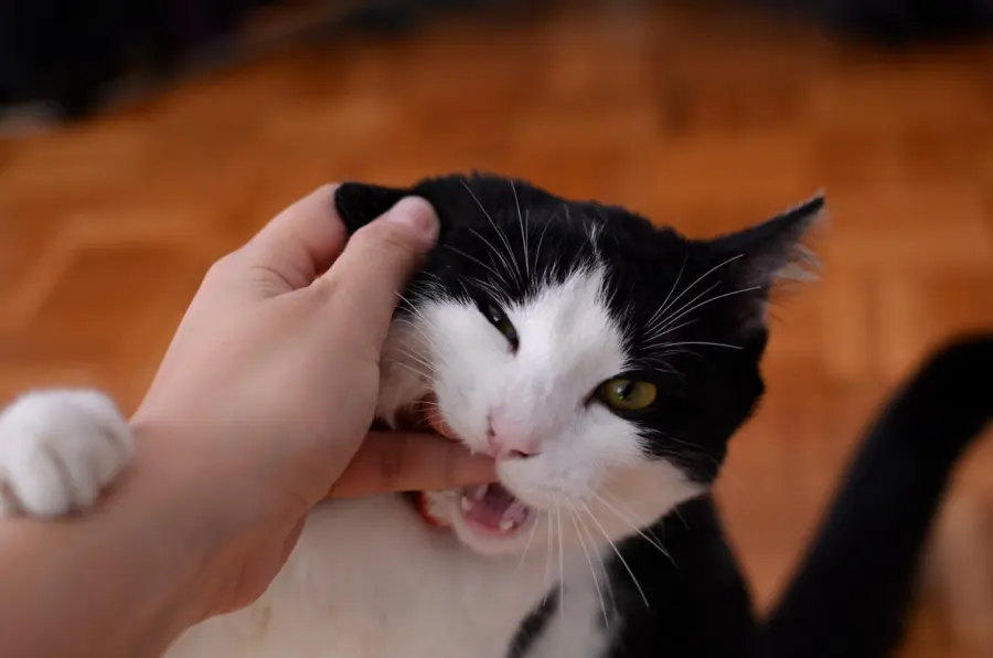 Discover the Top Reasons: Why Does My Cat Bite Me When I Pet Her
&ndash; MayMaw
