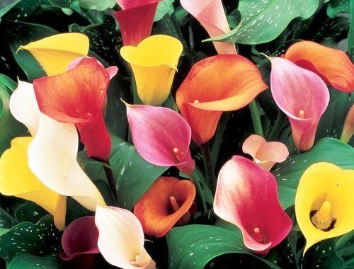 10 อันดับ ดอกไม้ที่สวยที่สุดในโลก