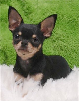 (6) ชิวาวา