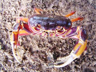 ซุ่มปากรู ดูปูแปลก - หายาก เสน่ห์ที่ต้องลุ้นและรอคอย