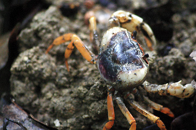 ซุ่มปากรู ดูปูแปลก - หายาก เสน่ห์ที่ต้องลุ้นและรอคอย