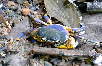 ซุ่มปากรู ดูปูแปลก - หายาก เสน่ห์ที่ต้องลุ้นและรอคอย