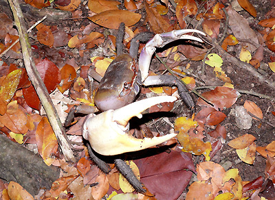 ซุ่มปากรู ดูปูแปลก - หายาก เสน่ห์ที่ต้องลุ้นและรอคอย