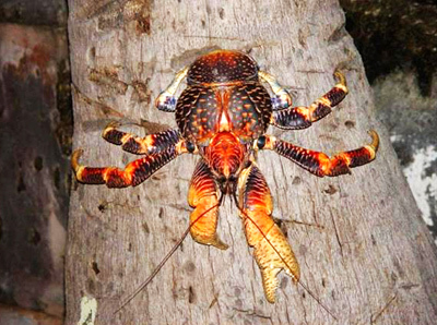 ซุ่มปากรู ดูปูแปลก - หายาก เสน่ห์ที่ต้องลุ้นและรอคอย