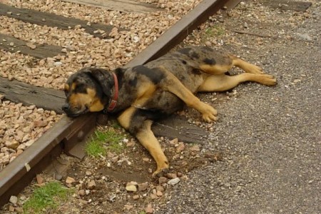 เศร้า...สุนัขช่วยชีวิตเจ้าของโดนรถไฟเหยียบตายคาที่