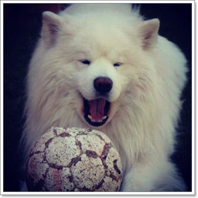 Dogilike.com :: แคสเปอร์ ซามอยด์ยักษ์ขาวอวบ ขวัญใจโลกไซเบอร์!!