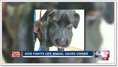 Dogilike.com :: สุดยอดฮีโร! สุนัขสู้งูปกป้องเจ้าของจนเกือบตาย