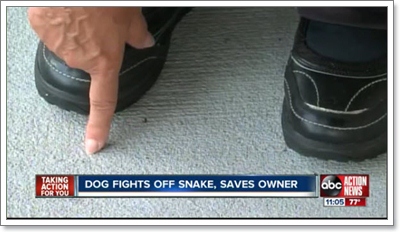 Dogilike.com :: สุดยอดฮีโร! สุนัขสู้งูปกป้องเจ้าของจนเกือบตาย