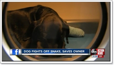 Dogilike.com :: สุดยอดฮีโร! สุนัขสู้งูปกป้องเจ้าของจนเกือบตาย