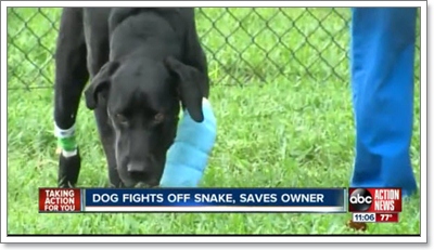 Dogilike.com :: สุดยอดฮีโร! สุนัขสู้งูปกป้องเจ้าของจนเกือบตาย