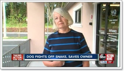 Dogilike.com :: สุดยอดฮีโร! สุนัขสู้งูปกป้องเจ้าของจนเกือบตาย