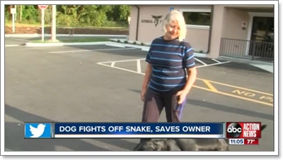Dogilike.com :: สุดยอดฮีโร! สุนัขสู้งูปกป้องเจ้าของจนเกือบตาย