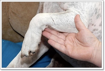 Dogilike.com :: Facebook ช่วยเจ้าของพบสุนัขถูกขโมยนาน 4 ปี!!
