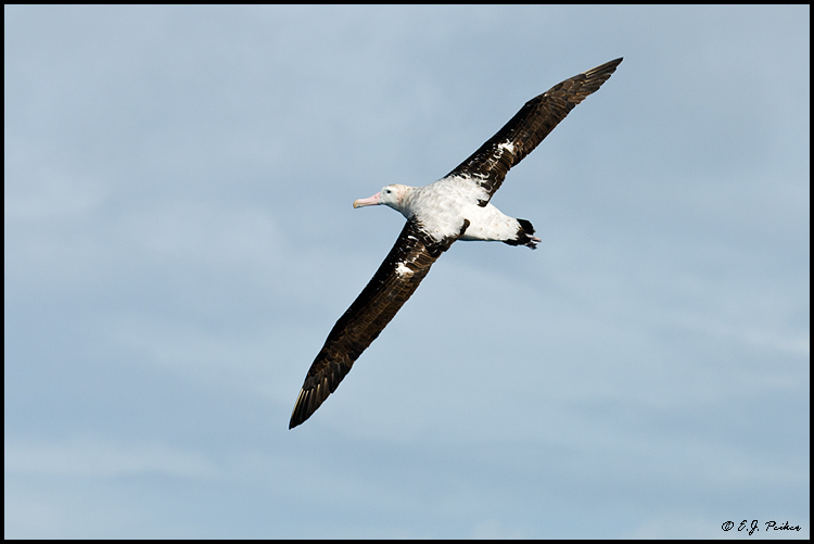 Wandering Albatross, Drake Passage