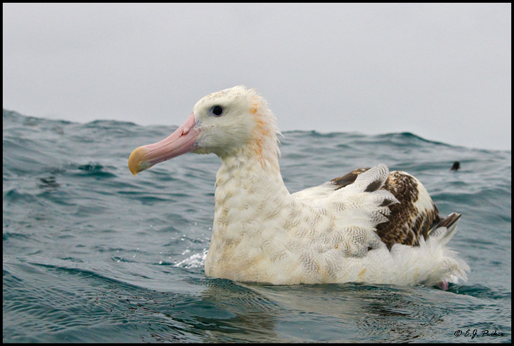 Wandering Albatross, New Zealand