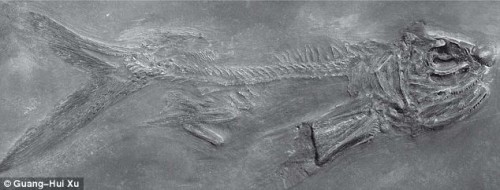จีนค้นพบฟอสซิลปลา 4ขา และปลาบินได้อายุกว่า 242 ล้านปี