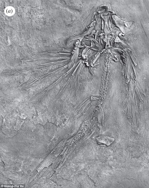 จีนค้นพบฟอสซิลปลา 4ขา และปลาบินได้อายุกว่า 242 ล้านปี