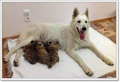 Dogilike.com :: น่ารัก! สุนัขท้องอ่อนรับเลี้ยง 3 ลูกเสือไซบีเรีย