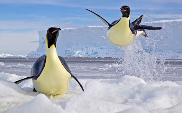 ภาพถ่ายชีวิตสัตว์ยอดเยี่ยมประจำปี 2012