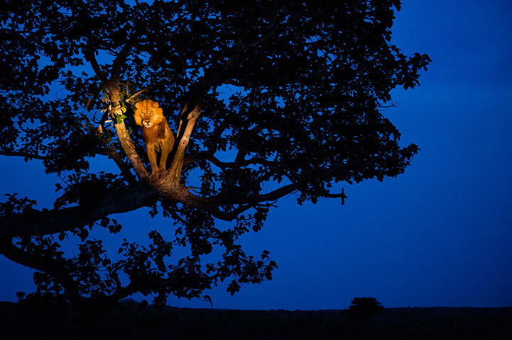 Veolia Wildlife: Lion in the spotlight