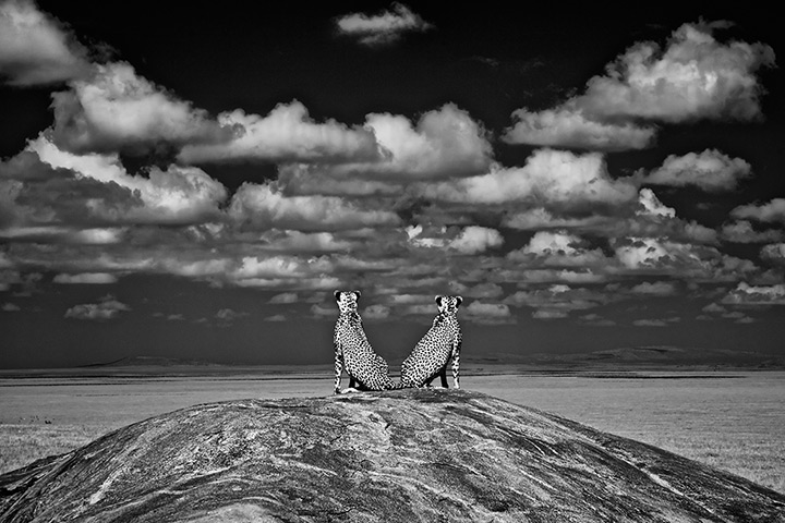 โอเลียสัตว์ป่า: ระวังสำหรับสิงโต