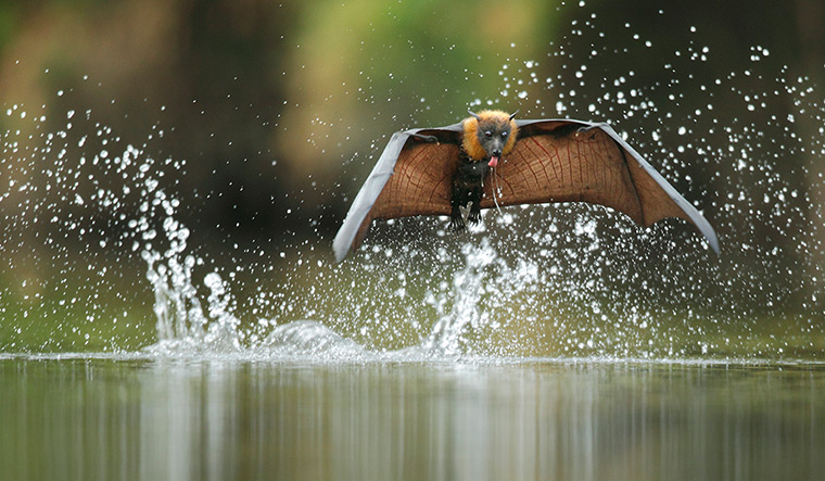 โอเลียสัตว์ป่า: สีเทาหัว Flying Fox