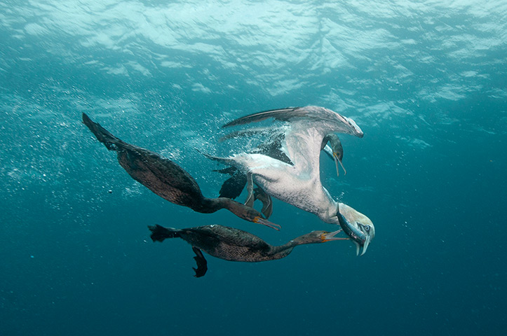 โอเลียสัตว์ป่า: โจรดำน้ำ