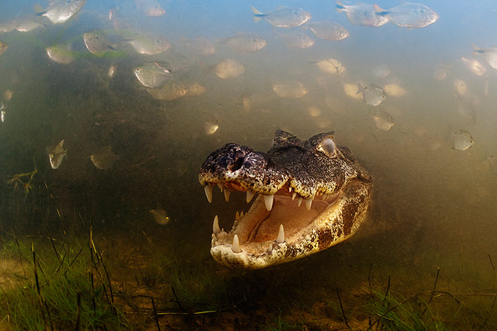 โอเลีย: เข้าไปในปากของ Caiman